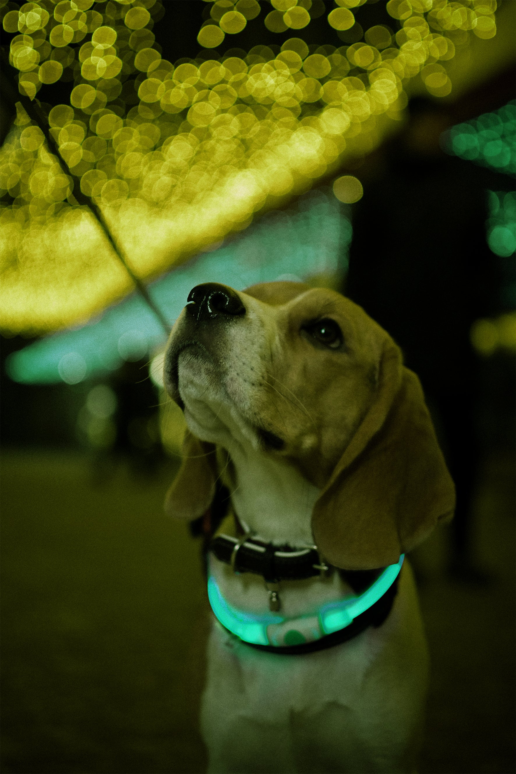 wowow-glowband-collare-per-cane-led-rgb-silicone-ricaricabile image 3