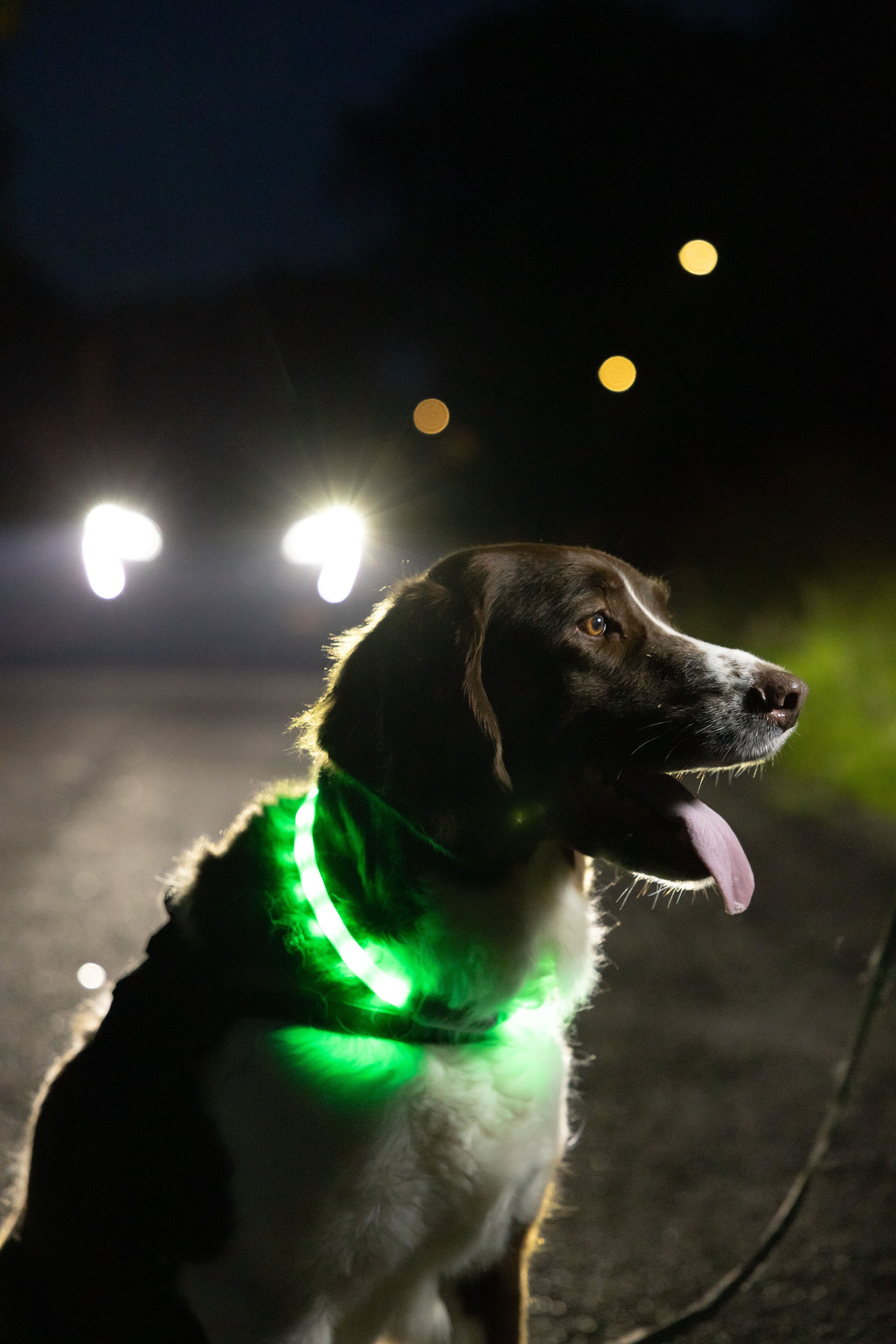 wowow-glowband-collare-per-cane-led-rgb-silicone-ricaricabile image 8